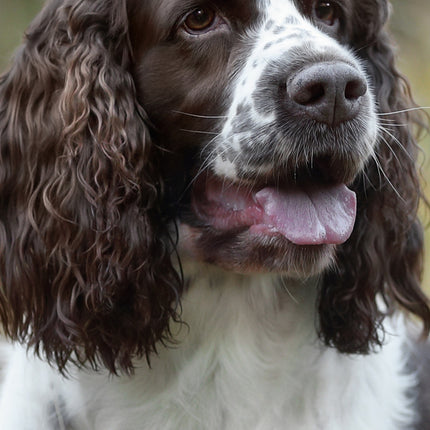 CalendarsRUs Engelse Springer Spaniel Slimline Kalender 2026