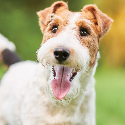 CalendarsRUs Fox Terrier A3 Kalender 2027