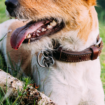 CalendarsRUs Fox Terrier Slimline Kalender 2026