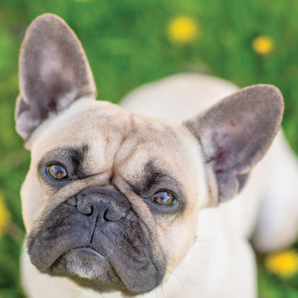 CalendarsRUs Franse Bulldog A3 Kalender 2027