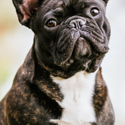 CalendarsRUs Franse Bulldog Slimline Kalender 2026