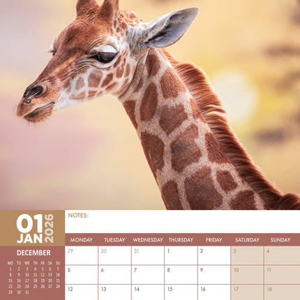 CalendarsRUs Giraffe A3 Kalender 2026