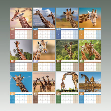 CalendarsRUs Giraffe A3 Kalender 2026