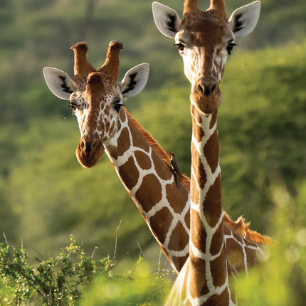 CalendarsRUs Giraffe A3 Kalender 2026