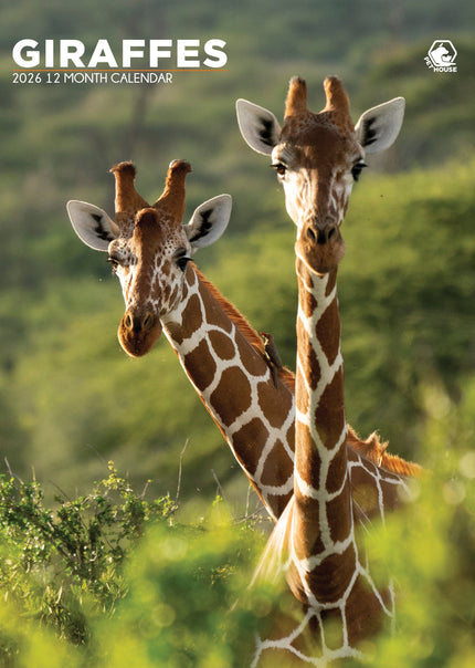 CalendarsRUs Giraffe A3 Kalender 2026