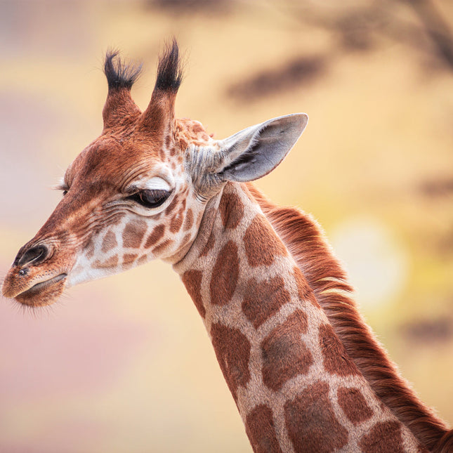 CalendarsRUs Giraffe Kalender 2026