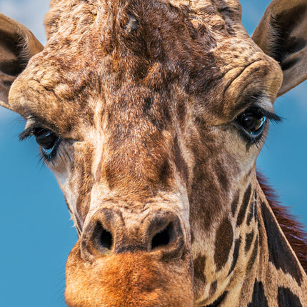 CalendarsRUs Giraffe Slimline Kalender 2026