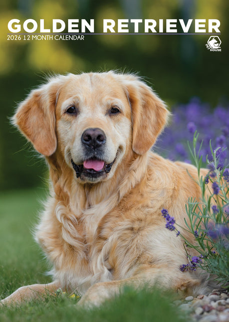 CalendarsRUs Golden Retriever A3 Kalender 2026
