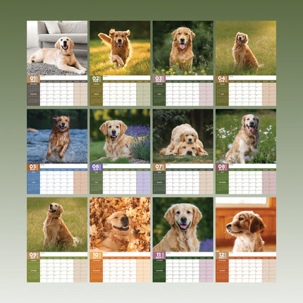CalendarsRUs Golden Retriever A3 Kalender 2027