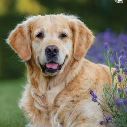 CalendarsRUs Golden Retriever A3 Kalender 2027