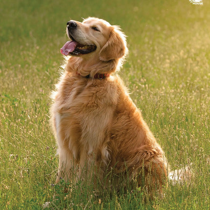 CalendarsRUs Golden Retriever A3 Kalender 2027