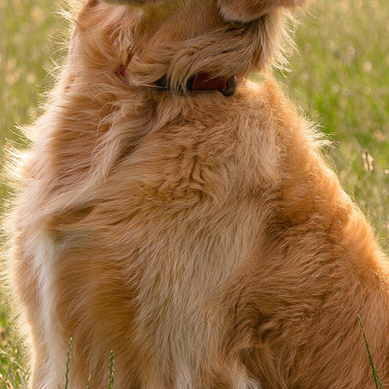 CalendarsRUs Golden Retriever Slimline Kalender 2026