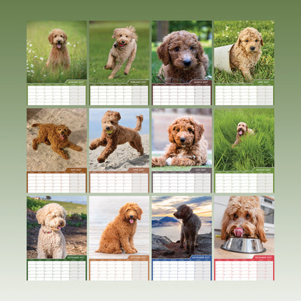 CalendarsRUs Goldendoodle A3 Kalender 2027