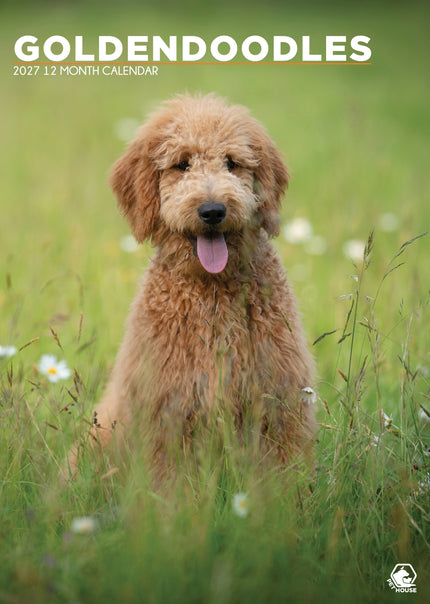 CalendarsRUs Goldendoodle A3 Kalender 2027