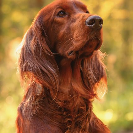 CalendarsRUs Ierse Setter A3 Kalender 2027