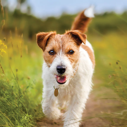 CalendarsRUs Jack Russell Terrier A3 Kalender 2026