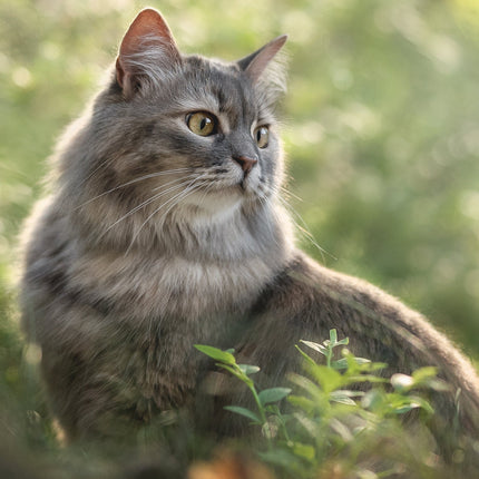 CalendarsRUs Katten A3 Kalender 2026