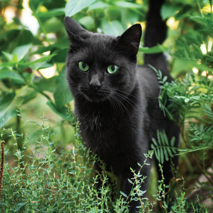 CalendarsRUs Katten A3 Kalender 2027