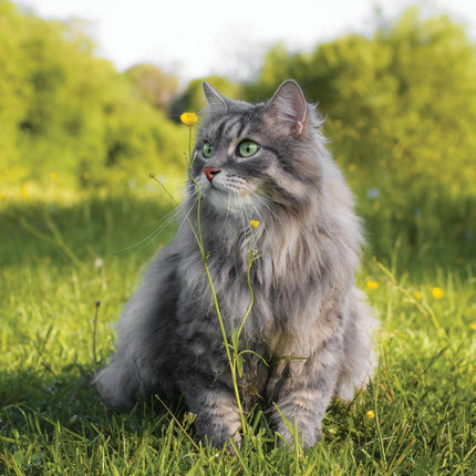 CalendarsRUs Katten Kalender 2026