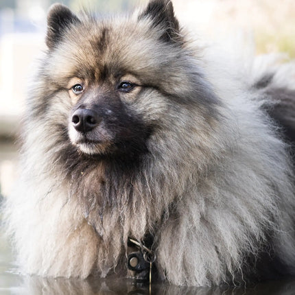 CalendarsRUs Keeshond A3 Kalender 2027