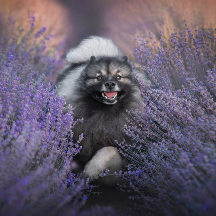 CalendarsRUs Keeshond Kalender 2026