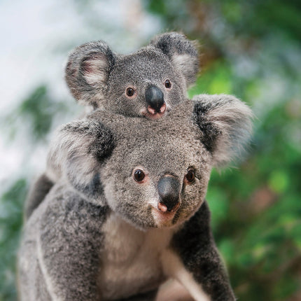 CalendarsRUs Koala Kalender 2027