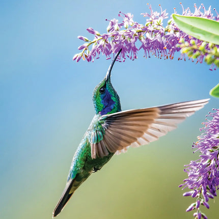 CalendarsRUs Kolibrie A3 Kalender 2027