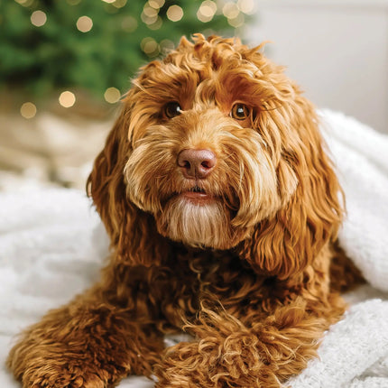 CalendarsRUs Labradoodle A3 Kalender 2027