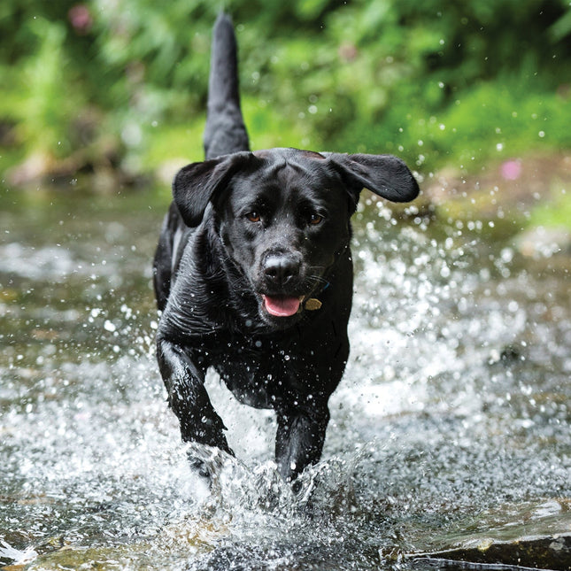 CalendarsRUs Labrador Retriever Zwart Kalender 2026