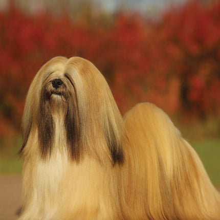 CalendarsRUs Lhasa Apso A3 Kalender 2027
