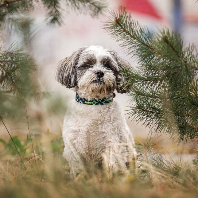 CalendarsRUs Lhasa Apso Kalender 2026