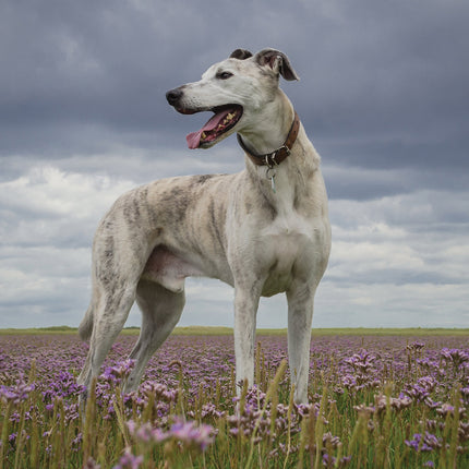 CalendarsRUs Lurcher Kalender 2026