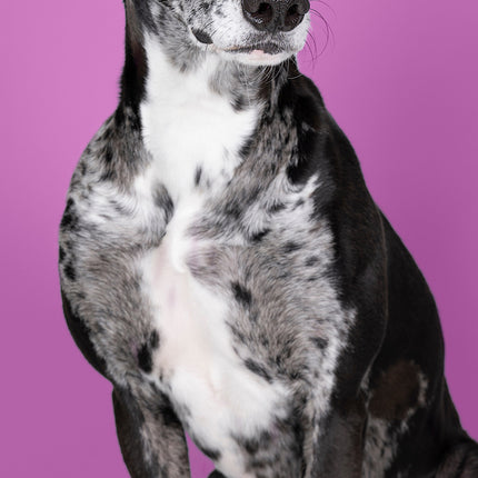 CalendarsRUs Lurcher Slimline Kalender 2026