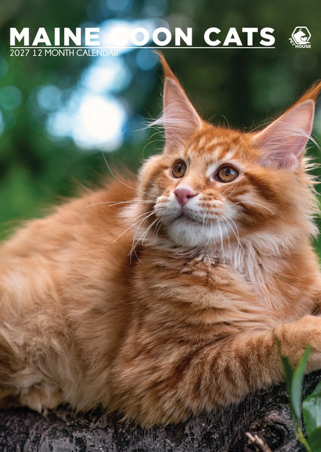 CalendarsRUs Maine Coon A3 Kalender 2027