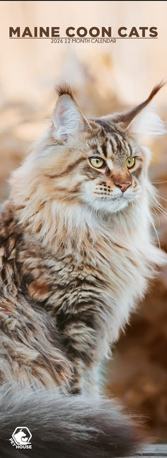 CalendarsRUs Maine Coon Slimline Kalender 2026