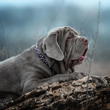 CalendarsRUs Mastino A3 Kalender 2027