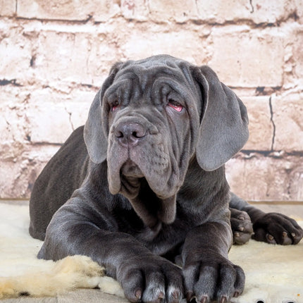 CalendarsRUs Mastino A3 Kalender 2027
