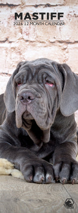 CalendarsRUs Mastino Napoletano Slimline Kalender 2026