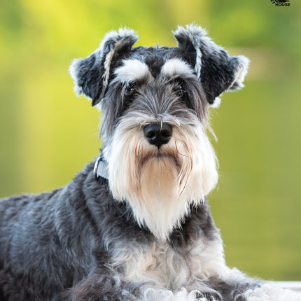 CalendarsRUs Miniatuur Schnauzer A3 Kalender 2027