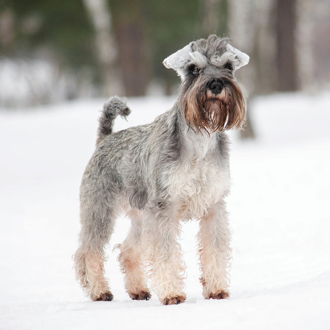 CalendarsRUs Miniatuur Schnauzer Kalender 2026