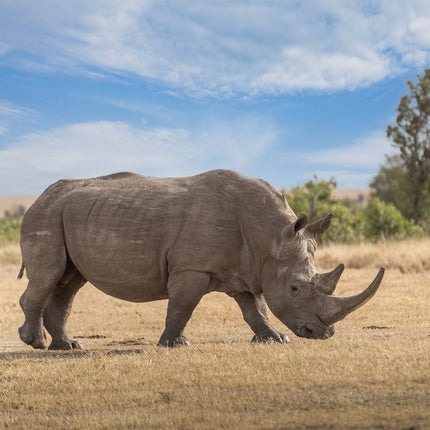 CalendarsRUs Neushoorn Kalender 2026