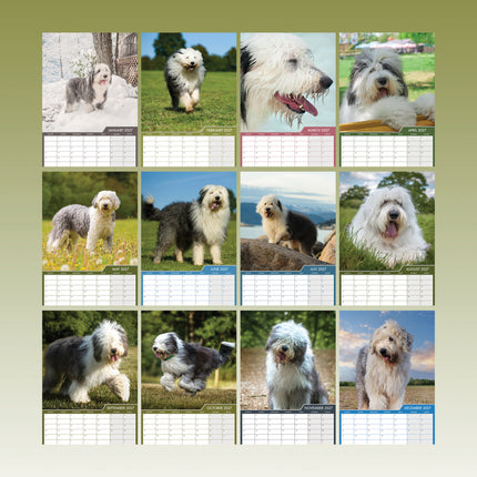 CalendarsRUs Old English Sheepdog A3 Kalender 2027