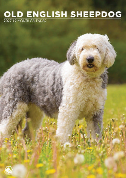 CalendarsRUs Old English Sheepdog A3 Kalender 2027