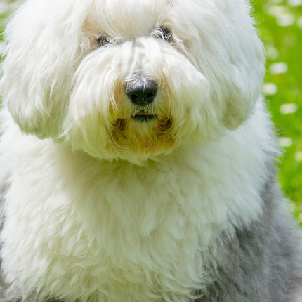 CalendarsRUs Old English Sheepdog Slimline Kalender 2026