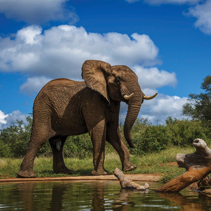 CalendarsRUs Olifanten Kalender 2026