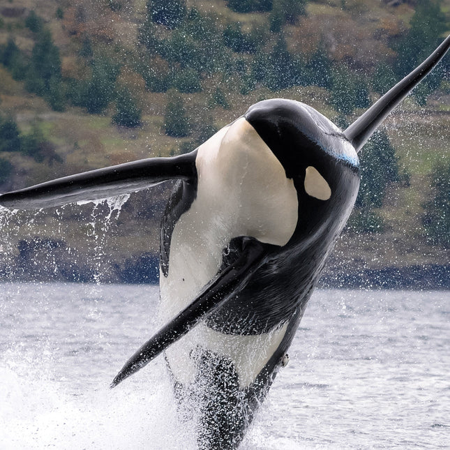CalendarsRUs Orca Kalender 2026