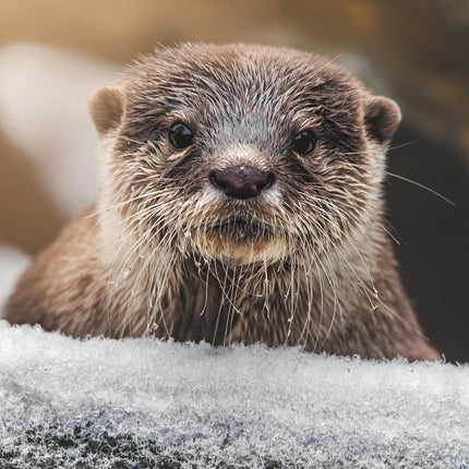 CalendarsRUs Otter A3 Kalender 2027