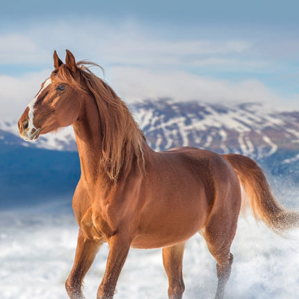 CalendarsRUs Paarden A3 Kalender 2026