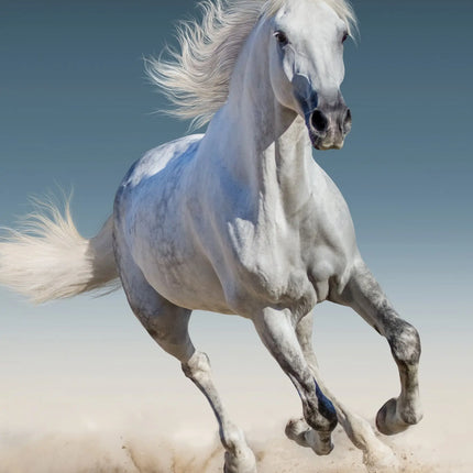 CalendarsRUs Paarden A3 Kalender 2027