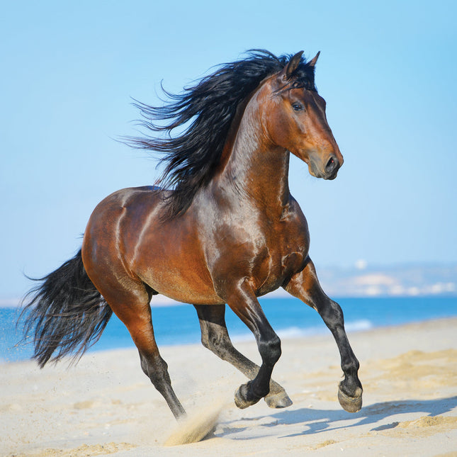 CalendarsRUs Paarden Kalender 2026